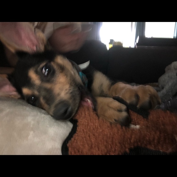 Meet your Posher, Madison - Picture 1 of 1